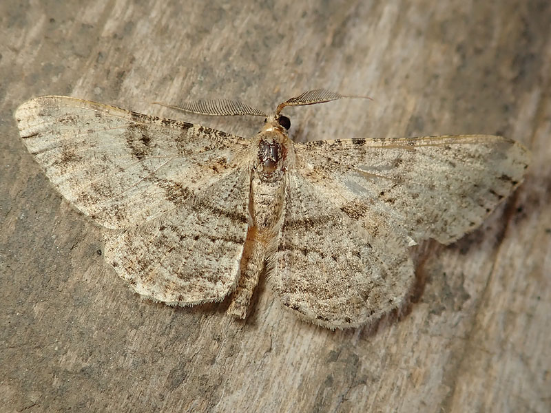 Geometridae:  Peribatodes rhomboidaria  da confermare